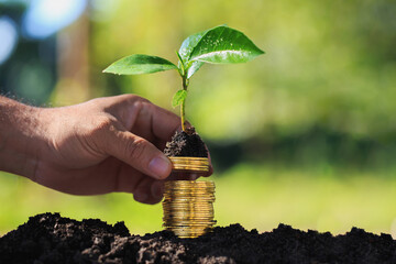 Human hands collect gold coins
Pension fund concept with small tree on outdoor blurred nature background.
