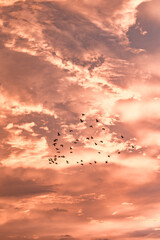 birds golden hour