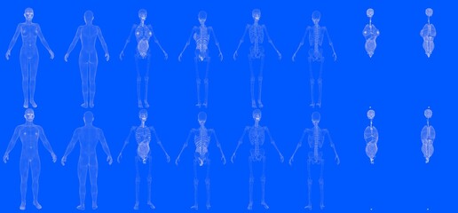 Set of 16 x-ray wireframe renders of male and female body with skeleton and internal organs isolated - creative hi-res medical 3D illustration in blueprint style