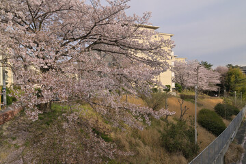 千里ニュータウン新千里北町（大阪府豊中市）の府営新千里北住宅
