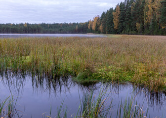 in the background a small bog lake in the early autumn morning, fog on the surface of the lake, dry grass, reeds and moss in the foreground, cloudy sky