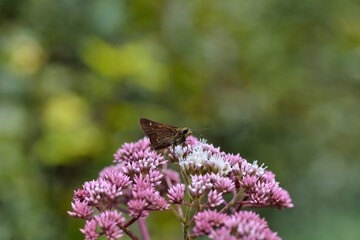 Ochlodes niitakanus butterfly(Sonan, 1936),Endemic species of Taiwan.