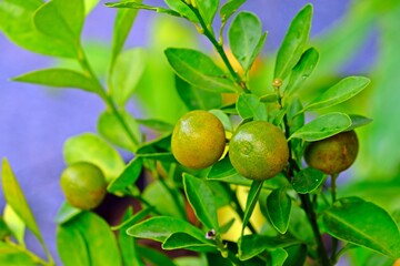 Branches with the fruits of the mini oranges trees.