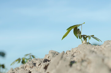 Tapioca fields on natural background, Grow cassava