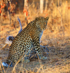 The leopard (Panthera pardus), big male at sunset. Leopard in a yellow dry bush in a South African savannah. A large leopard in orange light in a dry bush.