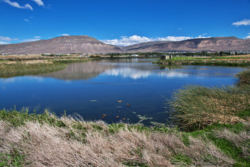 Fototapeta na wymiar Ducks on Laguna Nimez Reserva in El Calafate, Patagonia, Argentina