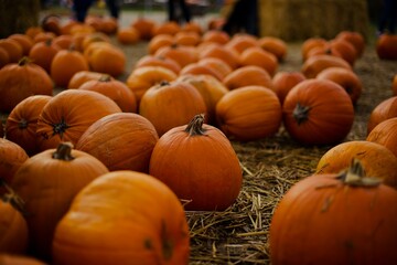 Pumpkins on pumpkin farm during the autumn harvest. The symbol sign of Halloween.