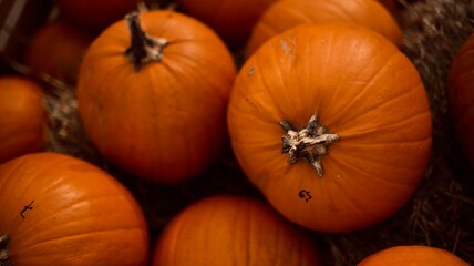 Pumpkins on pumpkin farm during the autumn harvest. The symbol sign of Halloween.