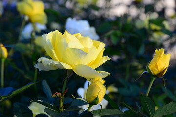 美しい黄色いばら