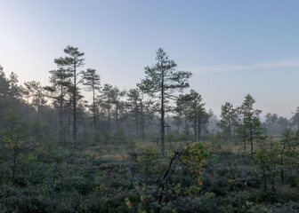 bog landscape in the morning mist, blurred swamp pine contours, bog vegetation, sunrise over the bog