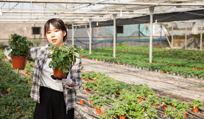 Woman gardener holding pot with tomatoes seedling in sunny greenhouse. High quality photo