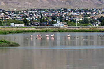 Flamingo in Laguna Nimez Reserva in El Calafate, Patagonia, Argentina
