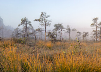 bog landscape in the morning mist, blurred swamp pine contours, bog vegetation, sunrise over the bog