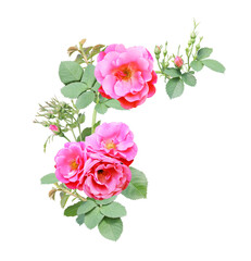 Angle border with branch of rose with pink flowers