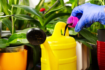 gardener fertilizer home orchid plants. houseplant care. woman watering orchid flowers. , housework...