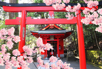 Blooming sakura tree, Torii gate and pavilion in Hakone Shrine, Hakone, Japan