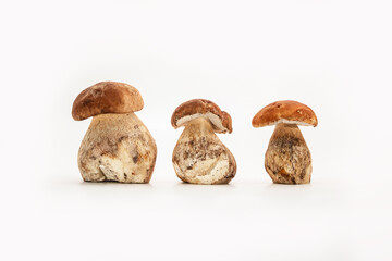 Beautiful fresh porcini mushrooms  on white background isolated season healthy food 