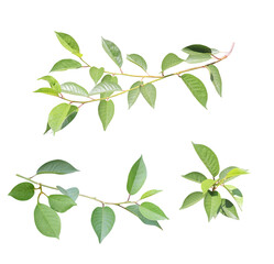 Set of branch with green leaves
