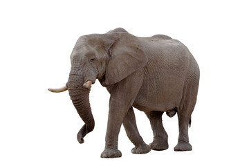 Fototapeta na wymiar walking big african Elephant isolated on white background, graphic object