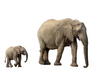Fotobehang Olifant African Elephant female with baby isolated on white background, graphic object  © ArtushFoto