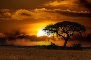 orange african sunset over acacia tree with big sun, nature wilderness scene, Africa safari - obrazy, fototapety, plakaty