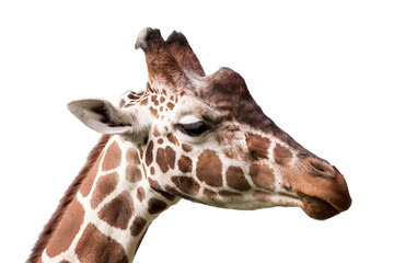 Giraffe, Giraffa camelopardalis, isolated on white background, graphic object