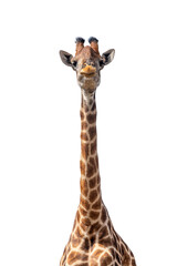 Giraffe, Giraffa camelopardalis, isolated on white background, graphic object