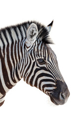 Fototapeta na wymiar head of a zebra isolated in white background, graphic object