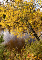 autumn landscape with yellow birch, tree bent over the river