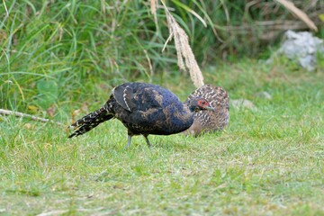 Emperor's Pheasant (Syrmaticus mikado), an endangered wild bird in Taiwan.