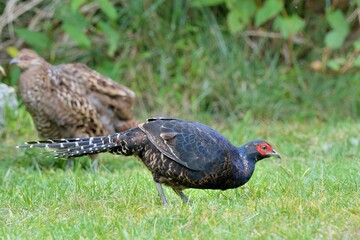 Emperor's Pheasant (Syrmaticus mikado), an endangered wild bird in Taiwan.