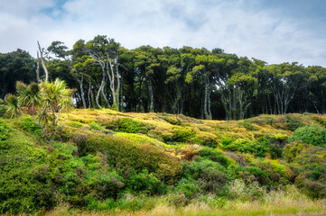 Forest line on the side of Haast Highway at Bruce Bay on the South Western Coast of New Zealand at...