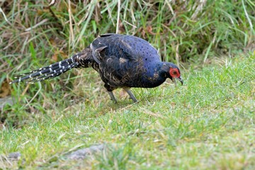 Emperor's Pheasant (Syrmaticus mikado), an endangered wild bird in Taiwan.