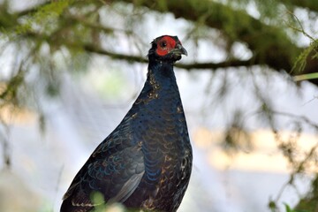 Emperor's Pheasant (Syrmaticus mikado), an endangered wild bird in Taiwan.