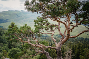 Pine tree against the background of mountains, green meadows and forests. Beautiful curves and branches green needles