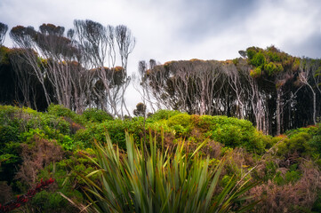 Forest line with interesting trees on the side of Haast Highway at Bruce Bay on the South Western...