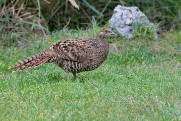 Emperor's Pheasant (Syrmaticus mikado), an endangered wild bird in Taiwan.