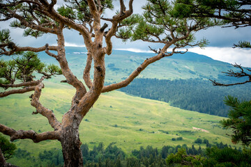 Pine tree against the background of mountains, green meadows and forests. Beautiful curves and branches green needles