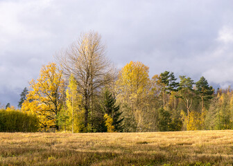 autumn landscape with colorful yellow trees in the background, foreground field, golden autumn, expressive sky, autumn time