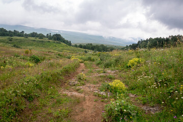 Naklejka premium Mountain meadows with flowers and grass. Lagonaki Plateau, Republic of Adygea, Russia
