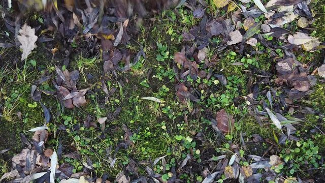 Raking leaves from the autumn garden