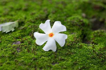 Shiuli Flower, Night blooming jasmine, Nyctanthes