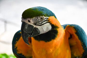 Close up Blue-yellow macaw parrot portrait