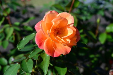 オレンジ色のグラデーションが美しいばら