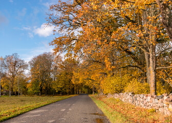 Fototapeta na wymiar beautiful autumn landscape with colorful trees and road, golden autumn, November, autumn time