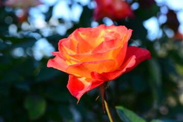 グラデーションが美しい「あかぎの輝き」
