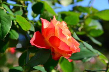 グラデーションが美しい「あかぎの輝き」
