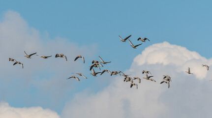 flock of birds