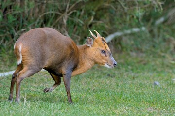 Reeves's muntjac (Muntiacus reevesi), a wild animal in the mountains of Taiwan.