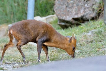 Fototapeta premium Reeves's muntjac (Muntiacus reevesi), a wild animal in the mountains of Taiwan.